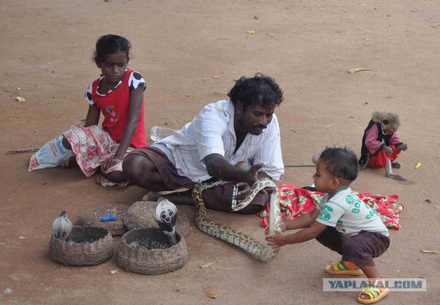 Самостоятельное путешествие в Шри-Ланку
