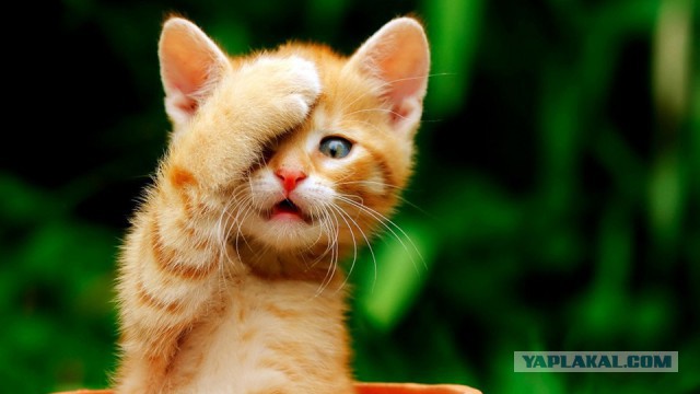 Феерическое ограбление. Вор неудачник - продавщица терминатор