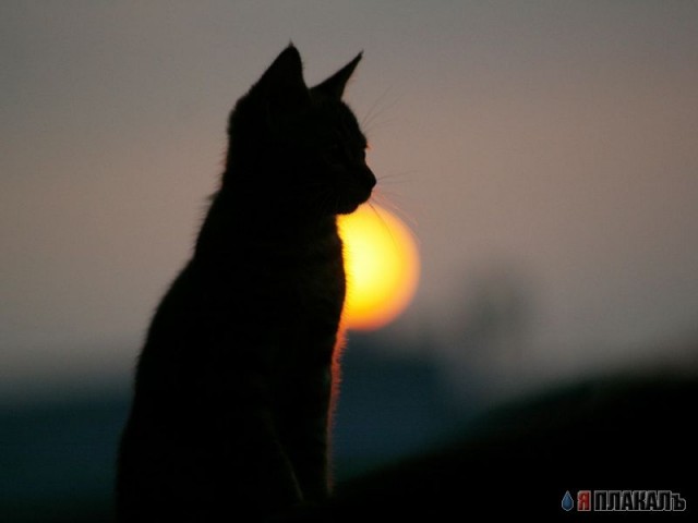 Коты, кошки, котята