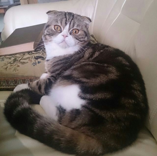 Котовторник  01.03.2016