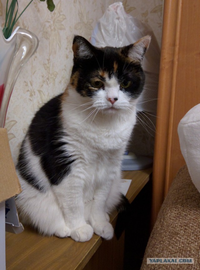 Котовторник  01.03.2016