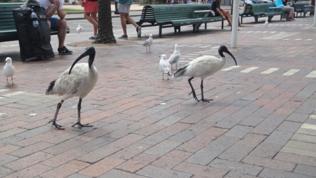 Как выглядят «голуби» в разных странах мира