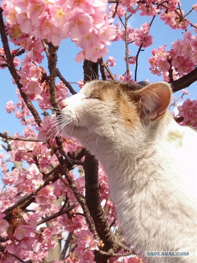 Котовторник 17.05.2016