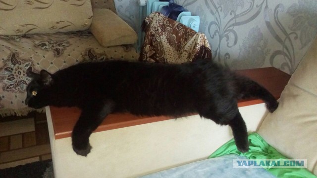 Котовторник 09.08.2016