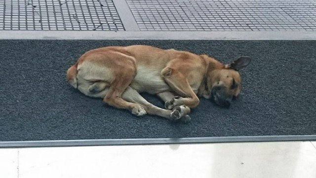 Стюардесса приютила бродячего пса, который каждый раз встречал ее возле отеля в Буэнос-Айресе