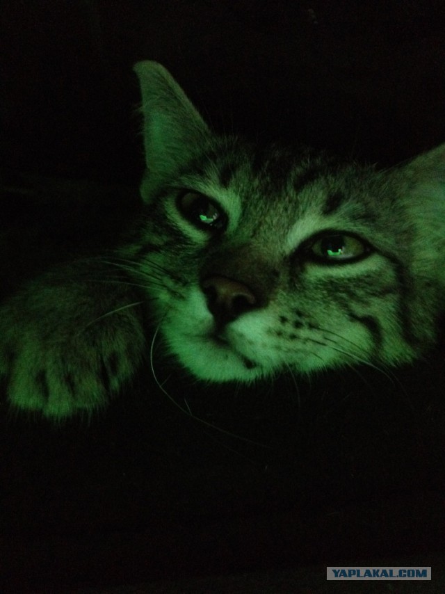 Котовторник 30.08.2016