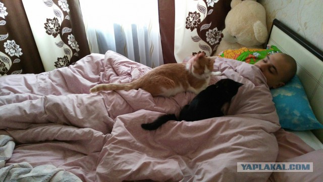 Котовторник 08.11.2016