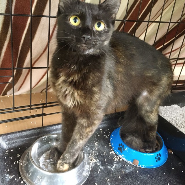 Коты из сети