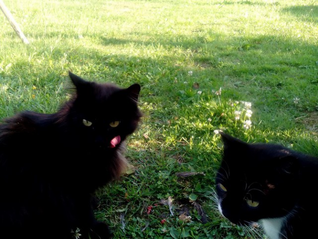 Котовторник 28.03.2017