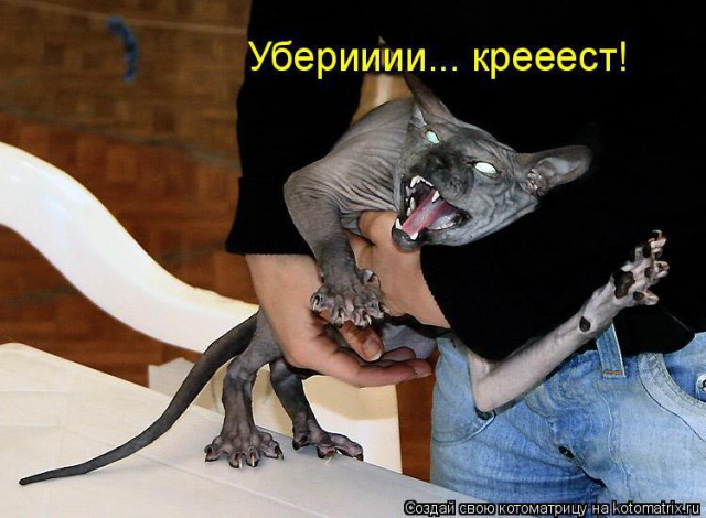 Некоторые занимательные факты о кошках сфинксах
