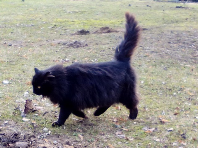 Котовторник 25.04.2017