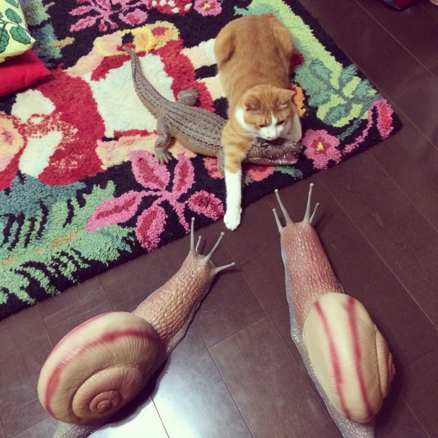 Коты и Кошки