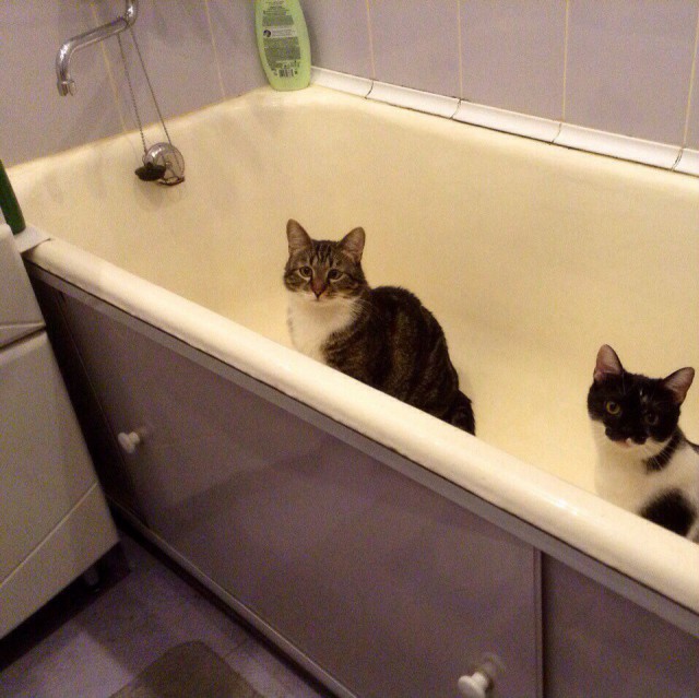 Коты и Кошки