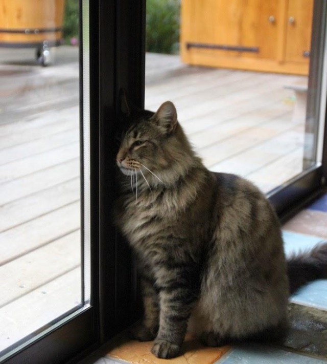 Коты и Кошки
