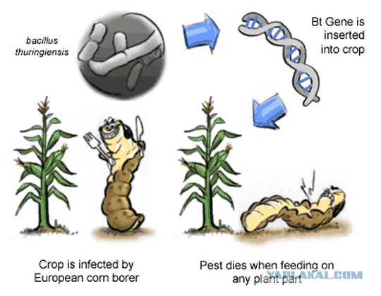 США вывели кукурузу, содержащую генетический код для убийства живых существ