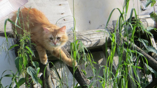 Котовторник 04.07.17