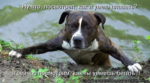 Жабельный собакен