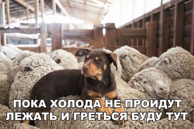 Подборка забавных животных
