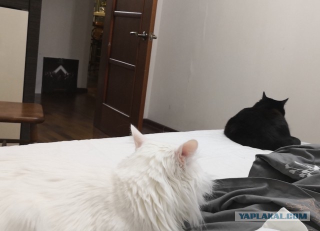 Котовторник  19.12.2017