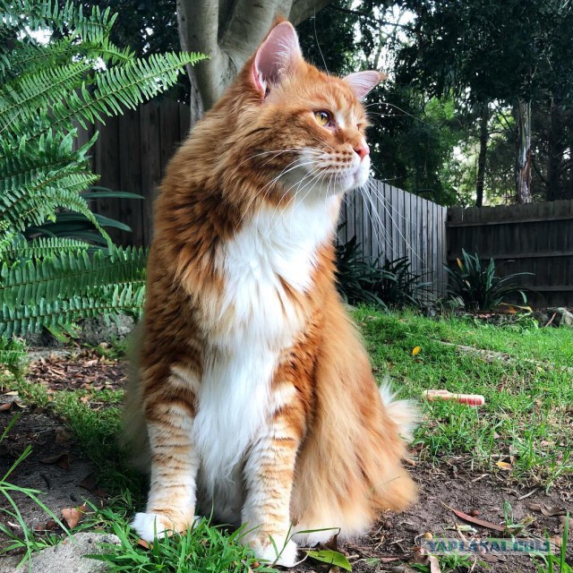 Котовторник 9.01.2018