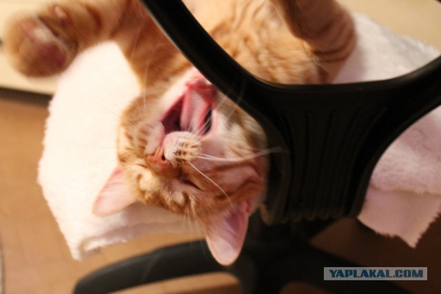 Коты застигнутые врасплох