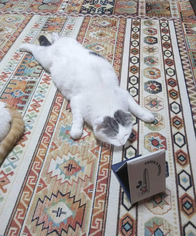 Подборка настоящих котов