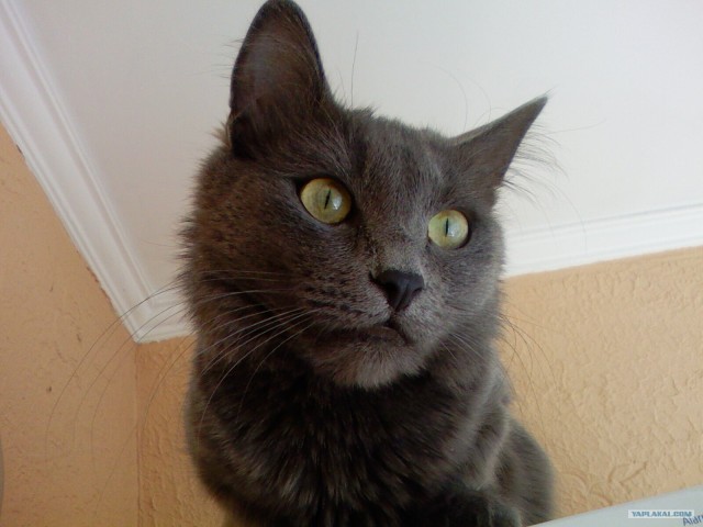 Котовторник!