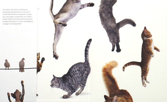 Котовторник и "Кошачьи дуркования"