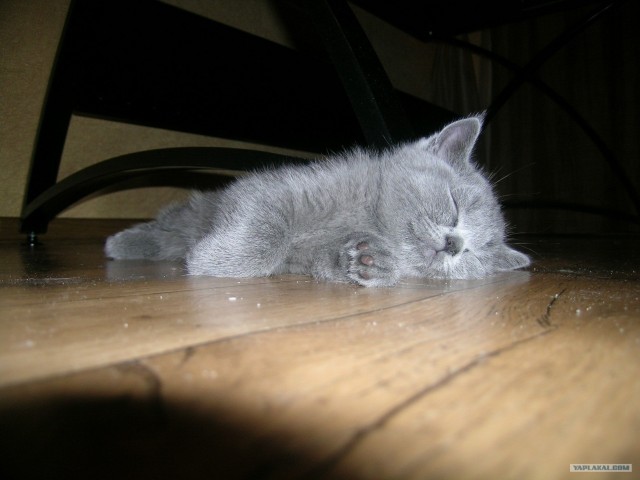 Коты, кошки и котята