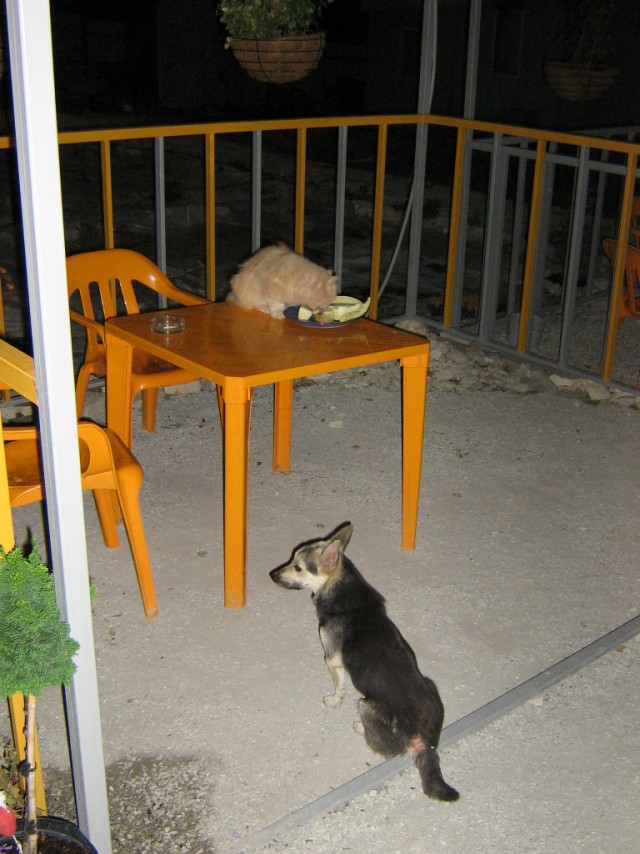 Кот ест дыню!