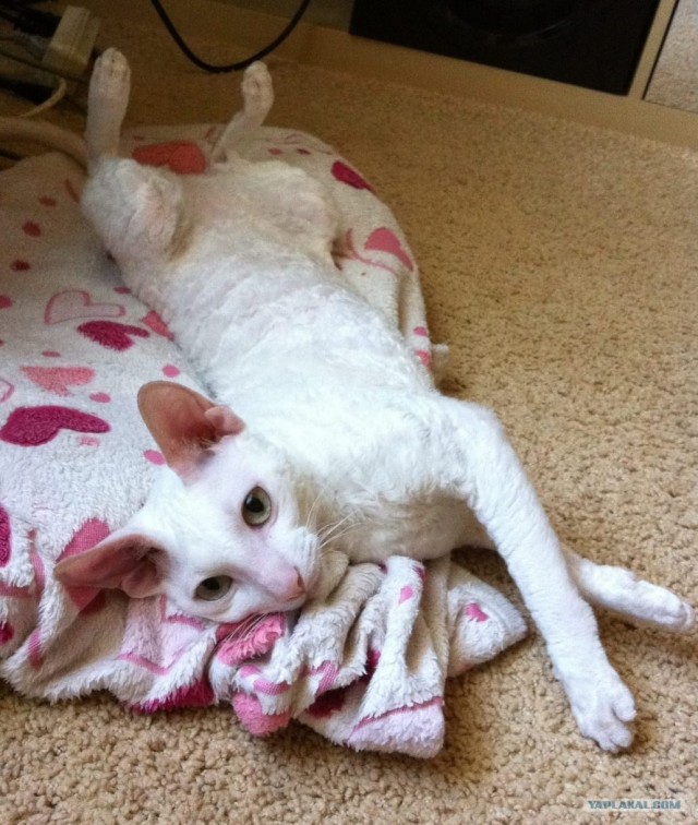 Котовторник в "КотоГетто"