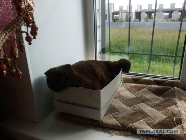 Котовторник 27.11.2018