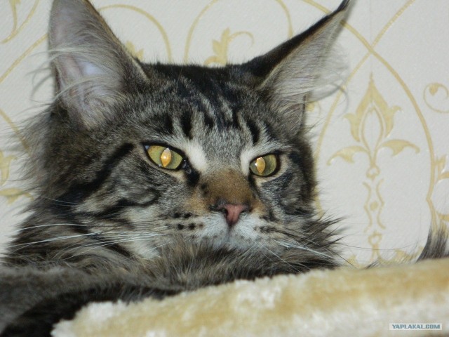 Котовторник!