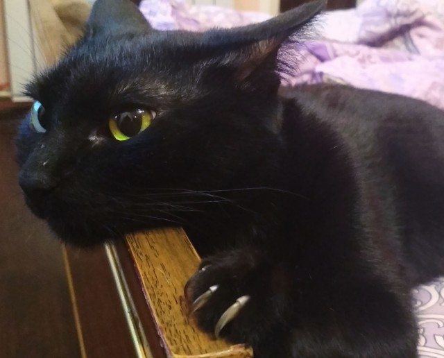 Котовторник 04.12. 2018