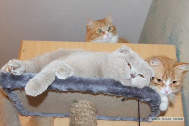 Котовторник 20.12.2011