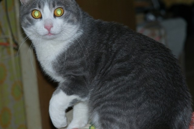 Первый КОТОВТОРНИК 2012