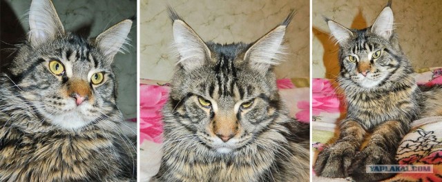 Котовторник (07.02.2012)