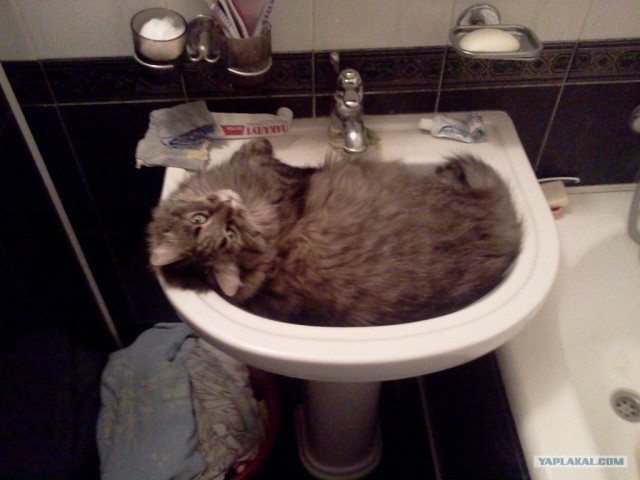 Котовторник (21.02.2012)
