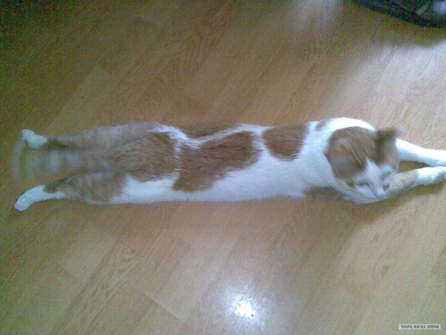 Котовторник 27.03.2012