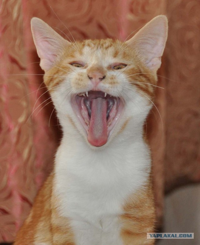 Котовторник 2019