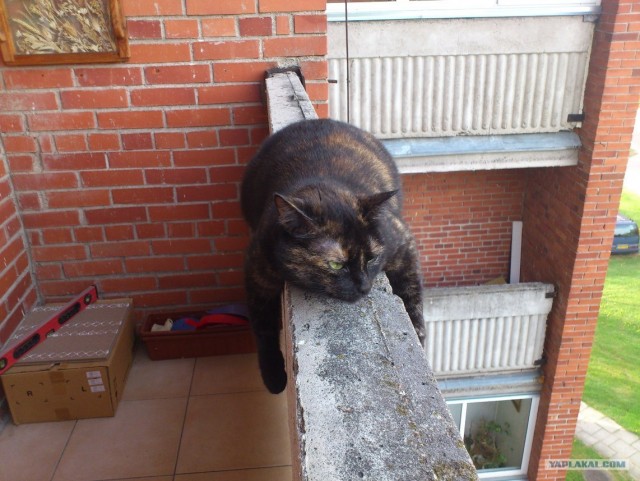 Котовторник (15.05.2012)