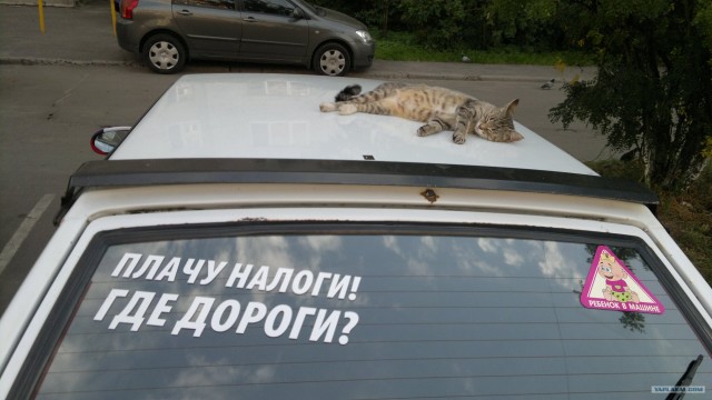 Котовторник 31.07.2012 г.