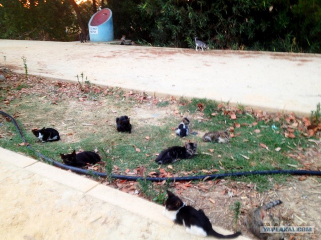 Котовторник  28.08.12