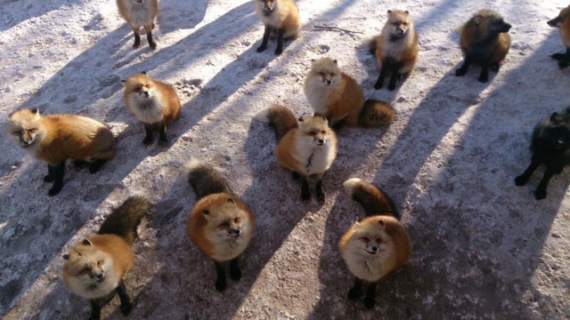Живность из сети