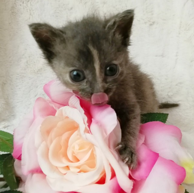 Забавные фото котеек