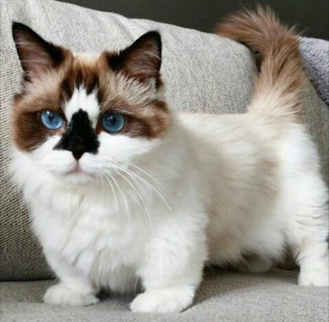 Котофеев пост