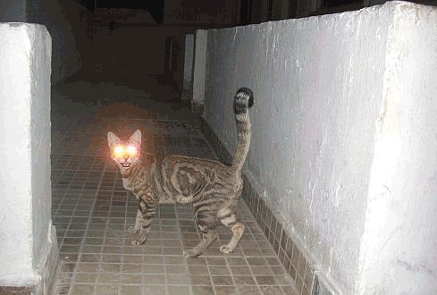 Фотожаба: Кот отакует!