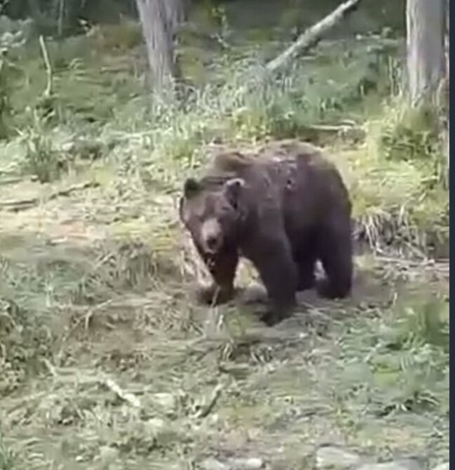Посчитайте мишек