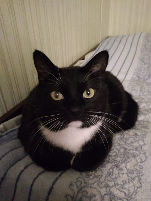 85 сантиметров кота
