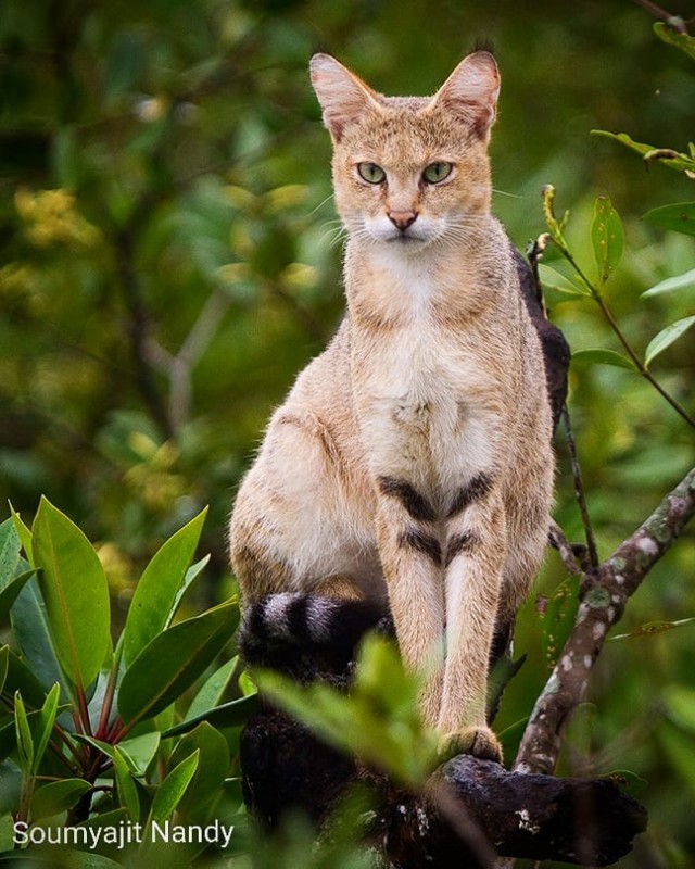 Камышовая Кошка Фото